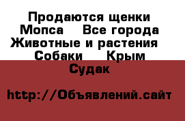 Продаются щенки Мопса. - Все города Животные и растения » Собаки   . Крым,Судак